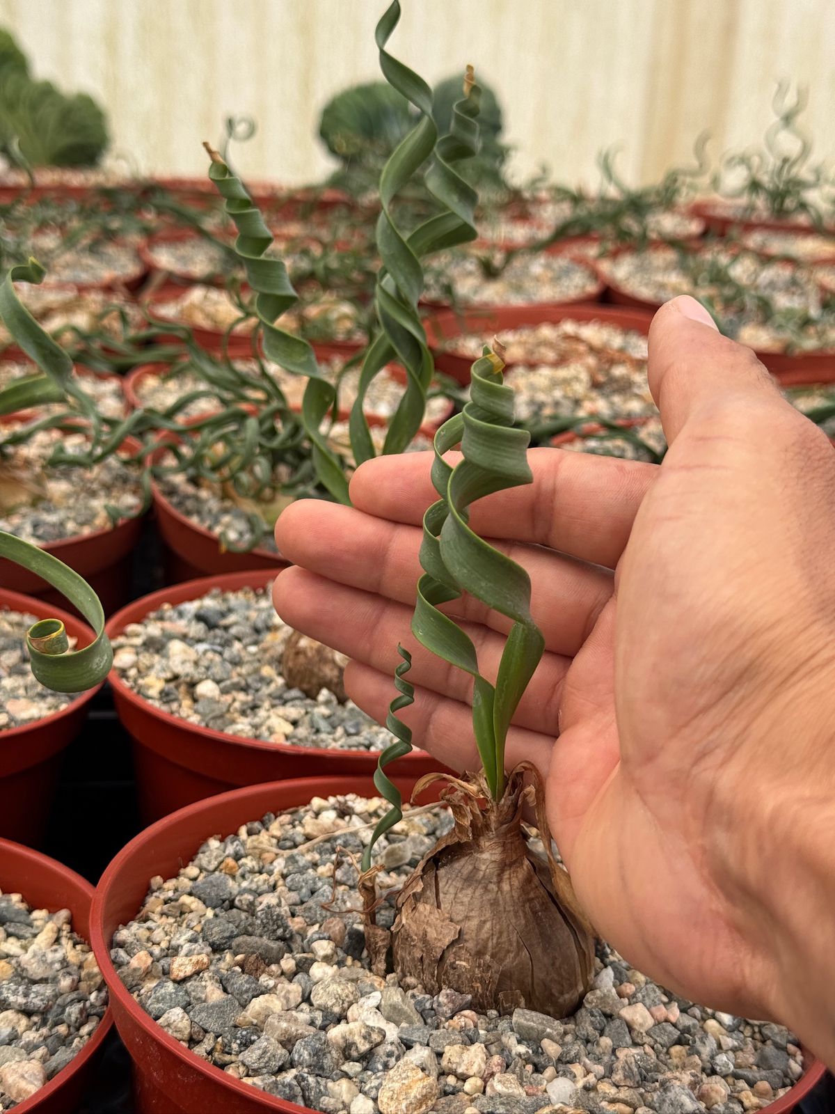 Cyrtanthus spiralis 6”