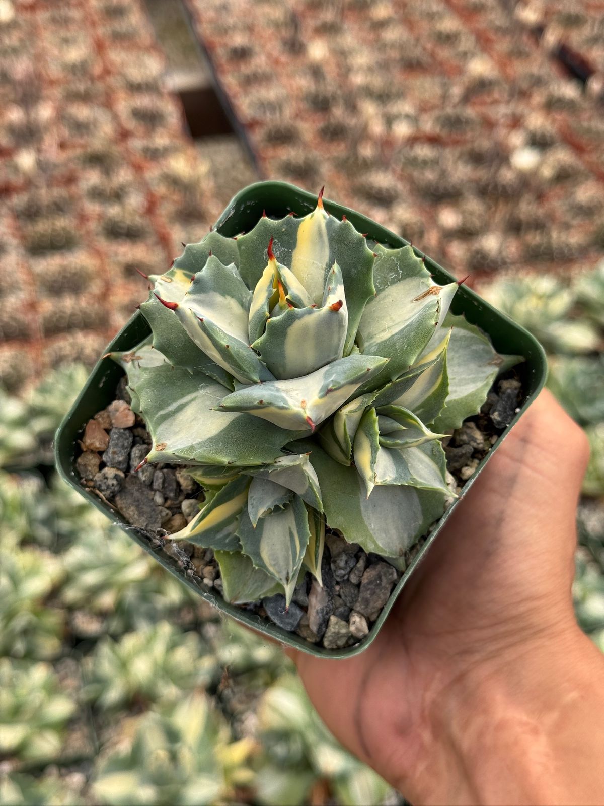 Agave Isthmensis 4"