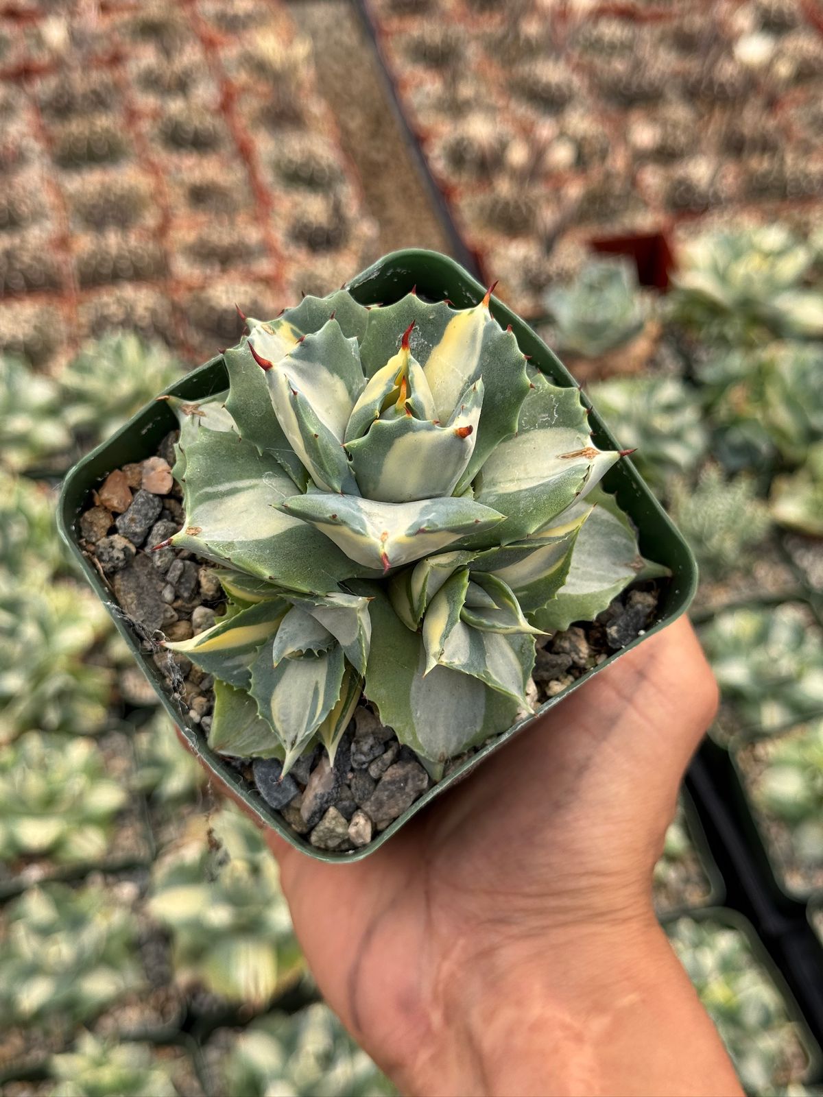 Agave Isthmensis 4"