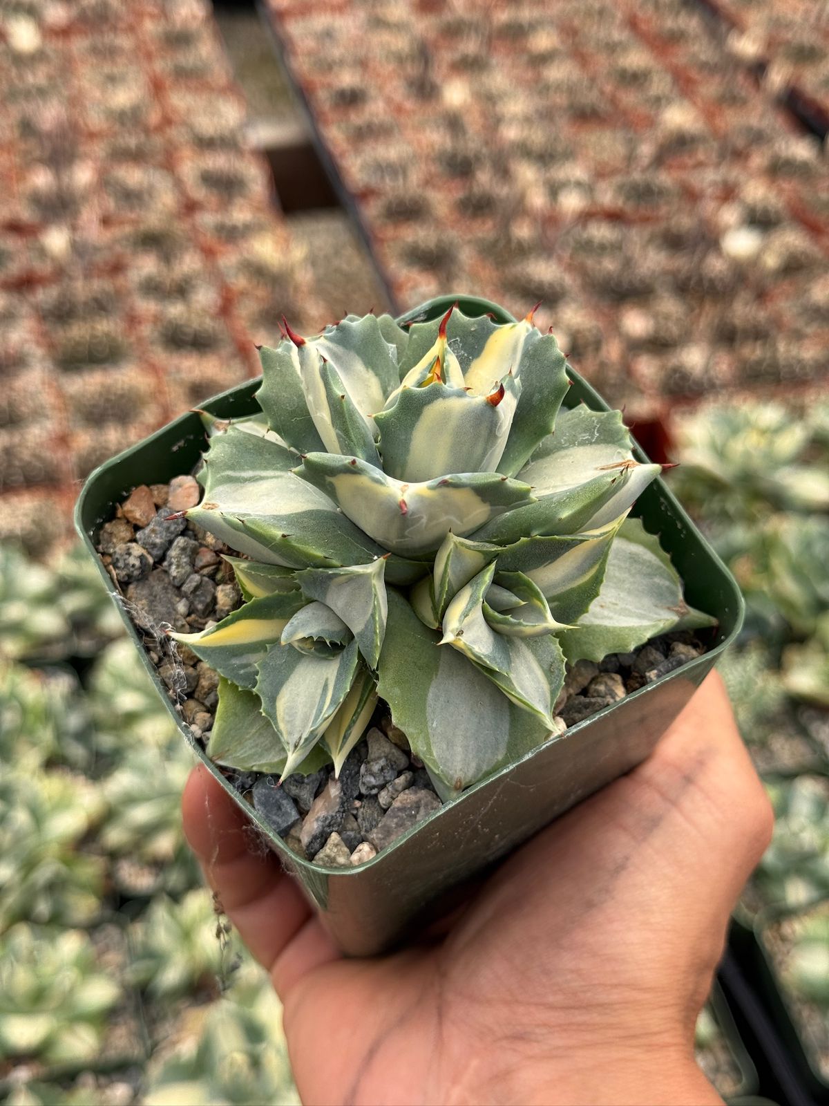 Agave Isthmensis 4"