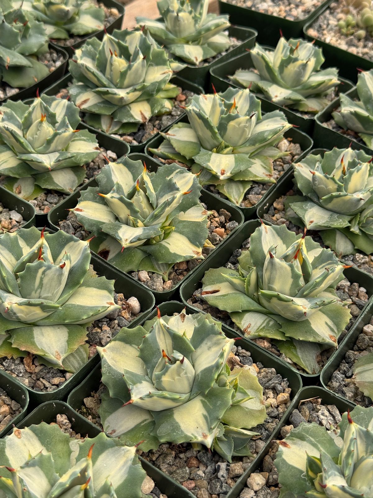 Agave Isthmensis 4"
