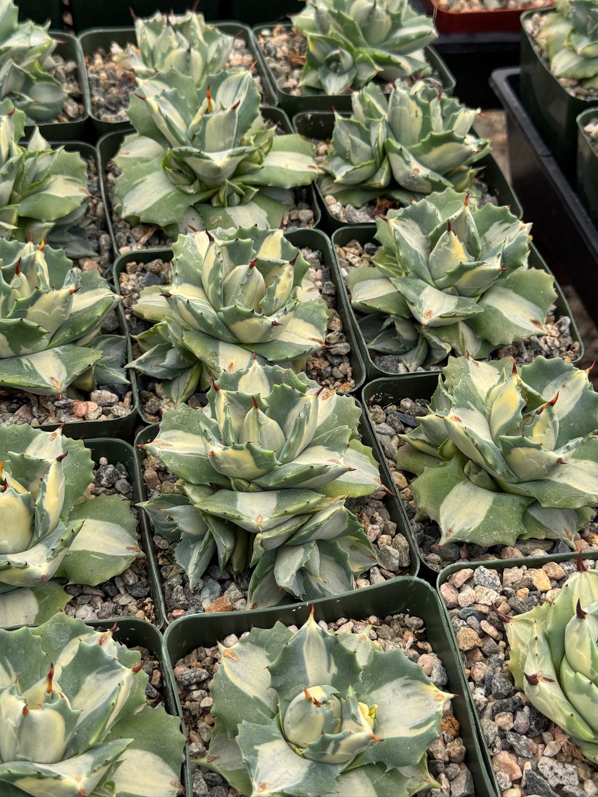 Agave Isthmensis 4"