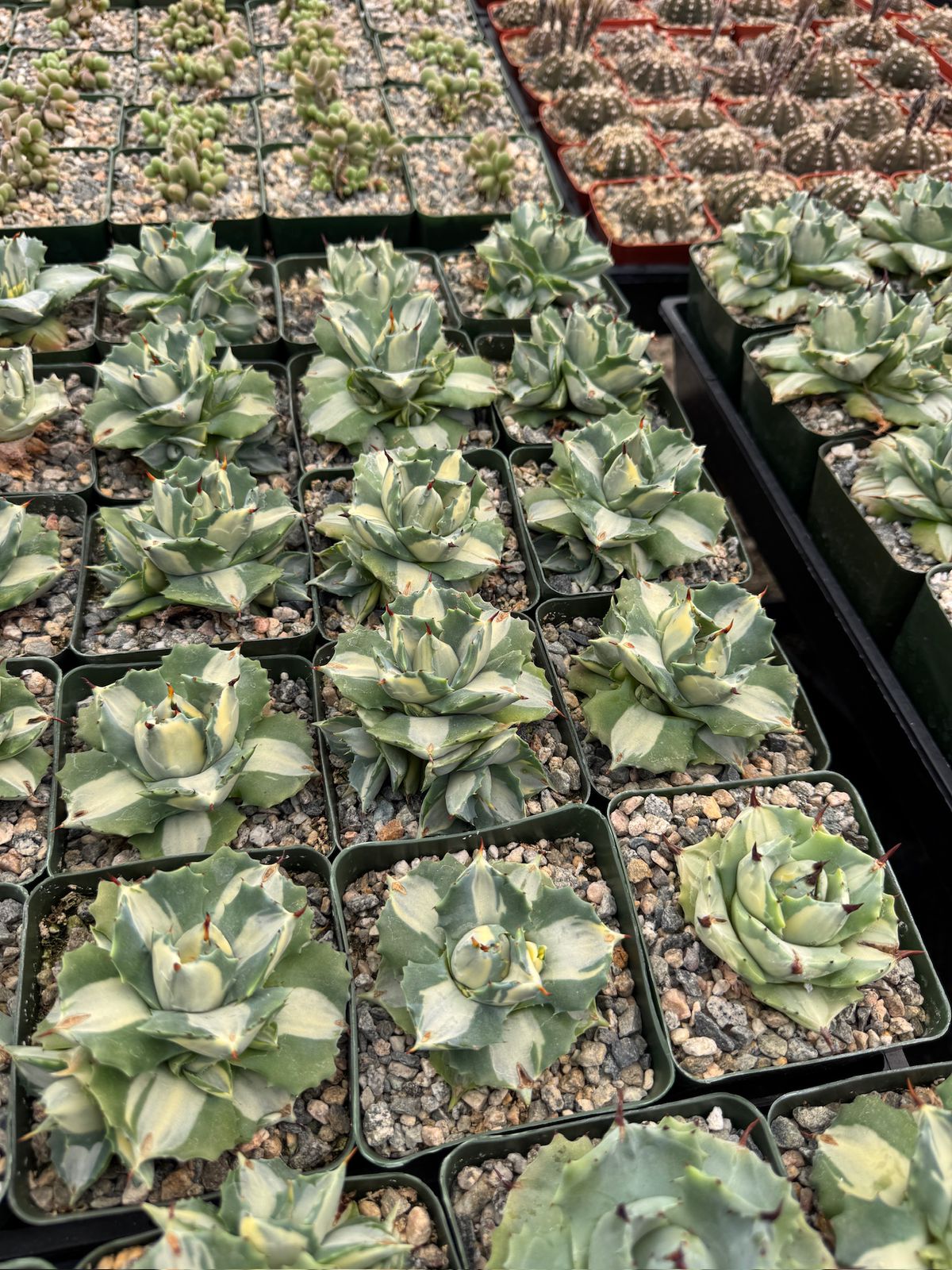 Agave Isthmensis 4"