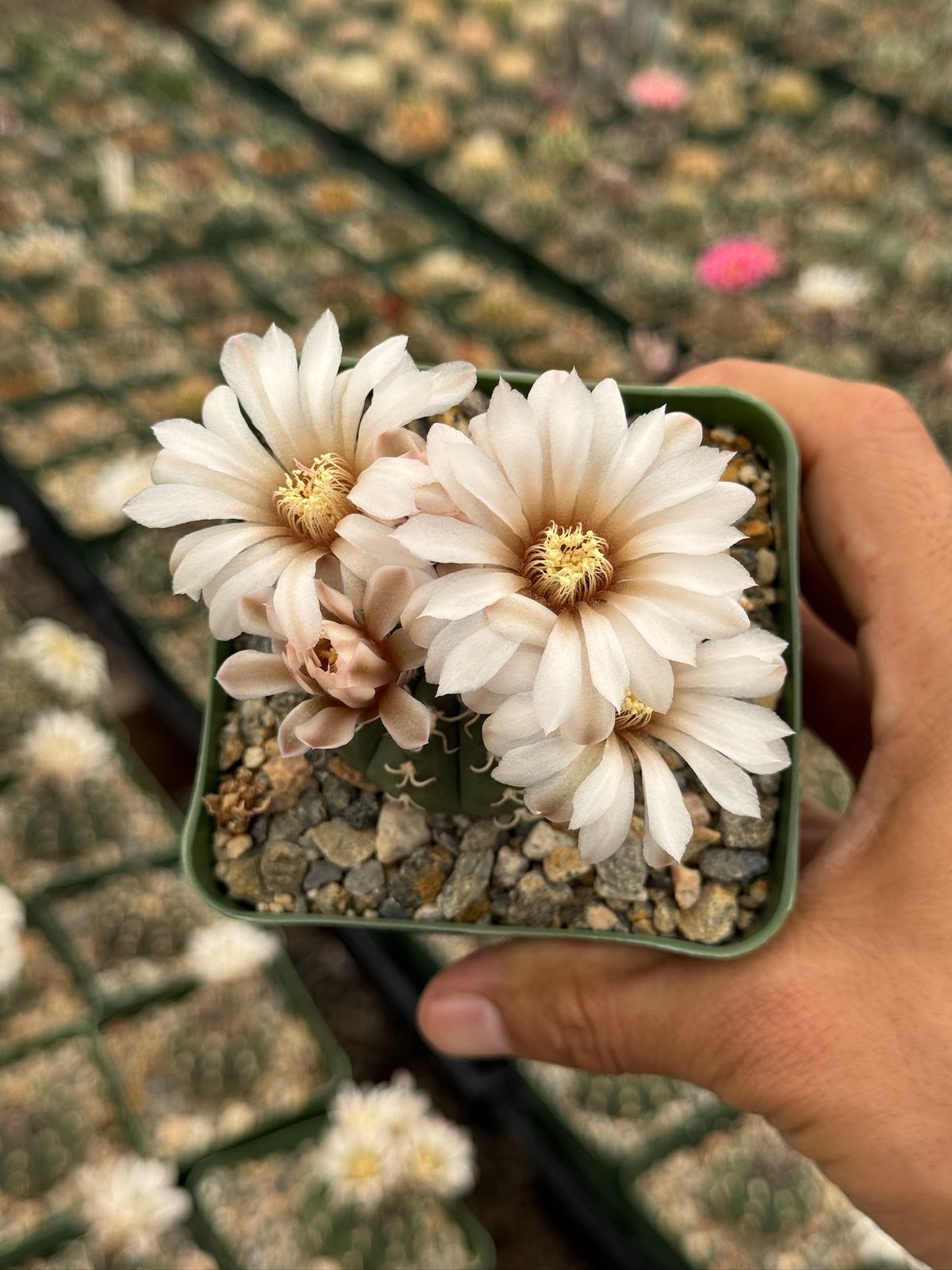 Gymnocalycium triacanthum