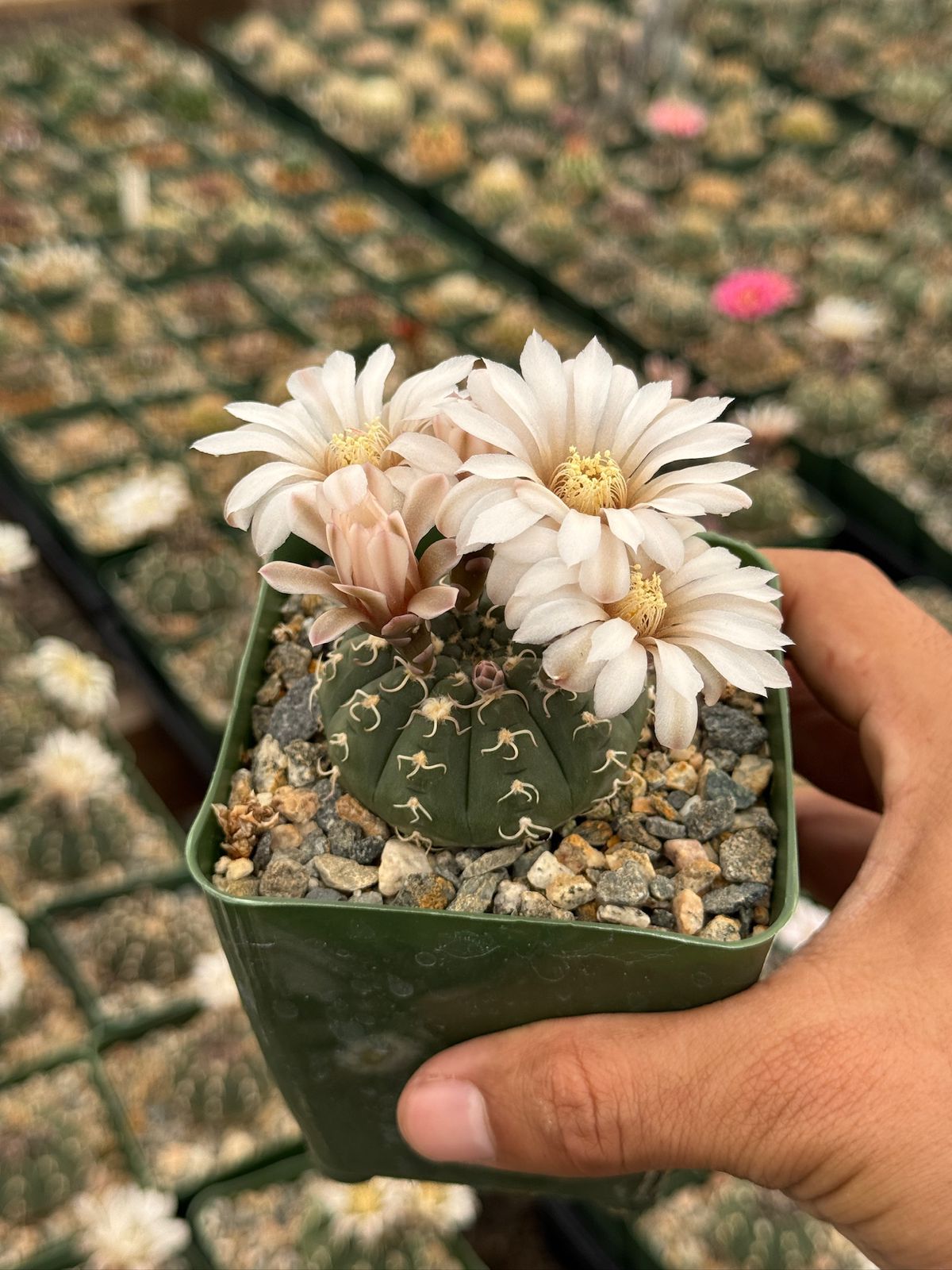 Gymnocalycium triacanthum