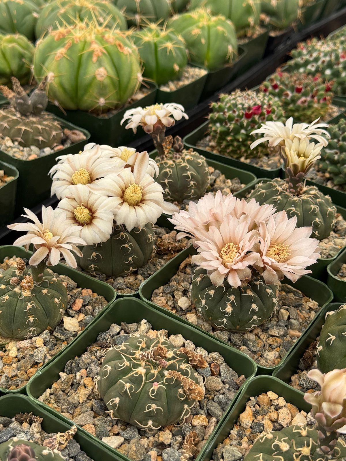 Gymnocalycium triacanthum