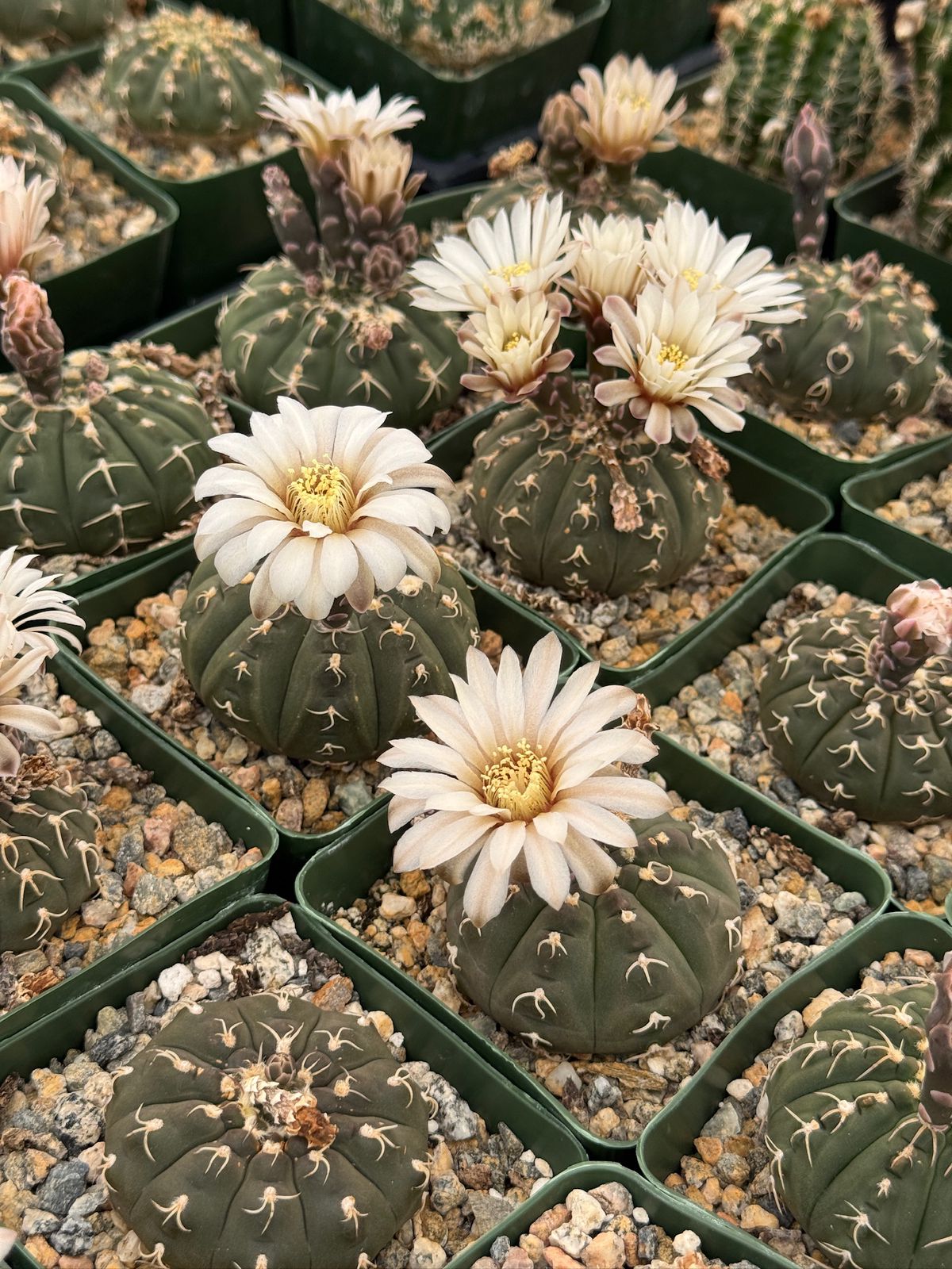 Gymnocalycium triacanthum