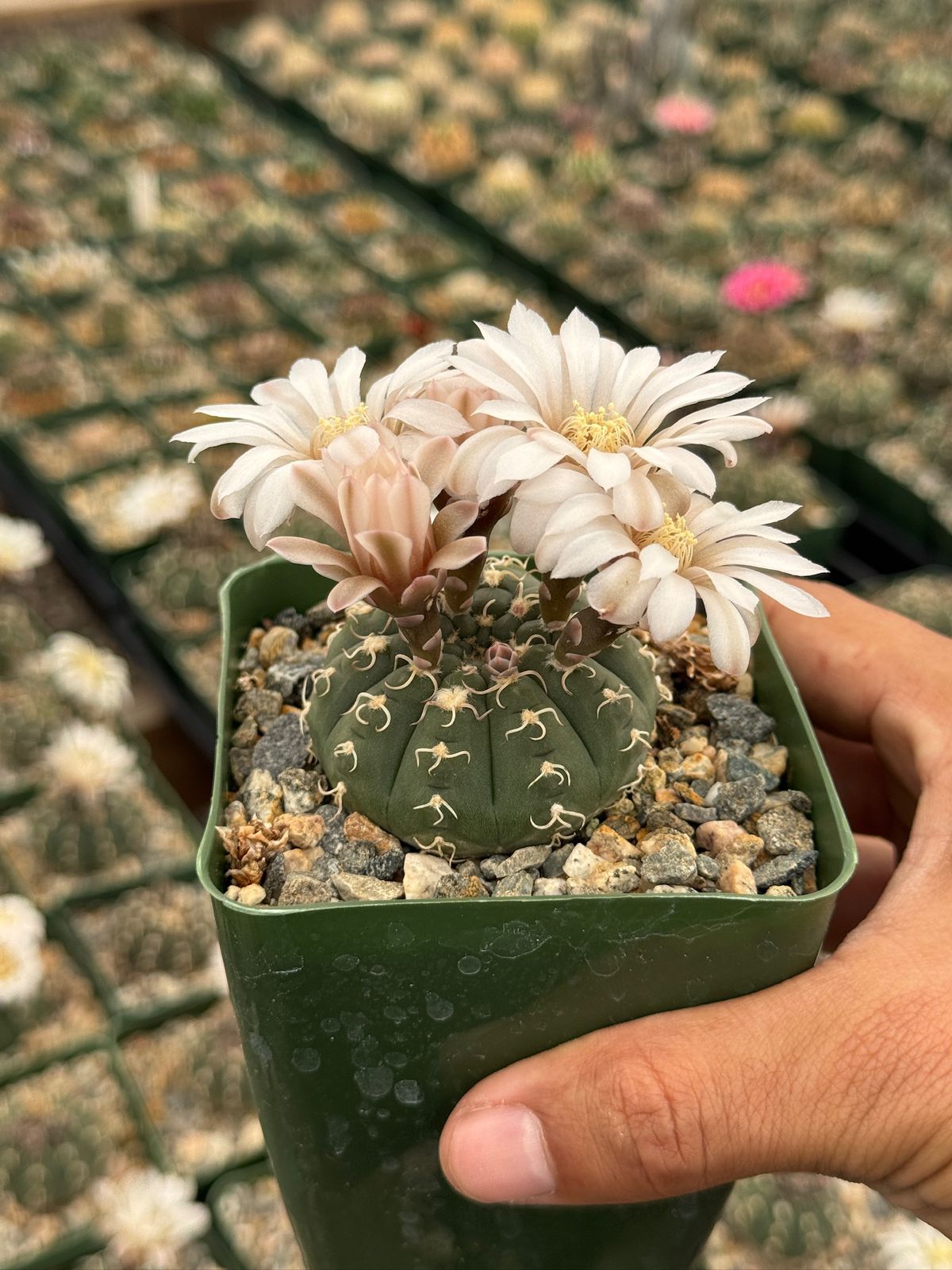 Gymnocalycium triacanthum