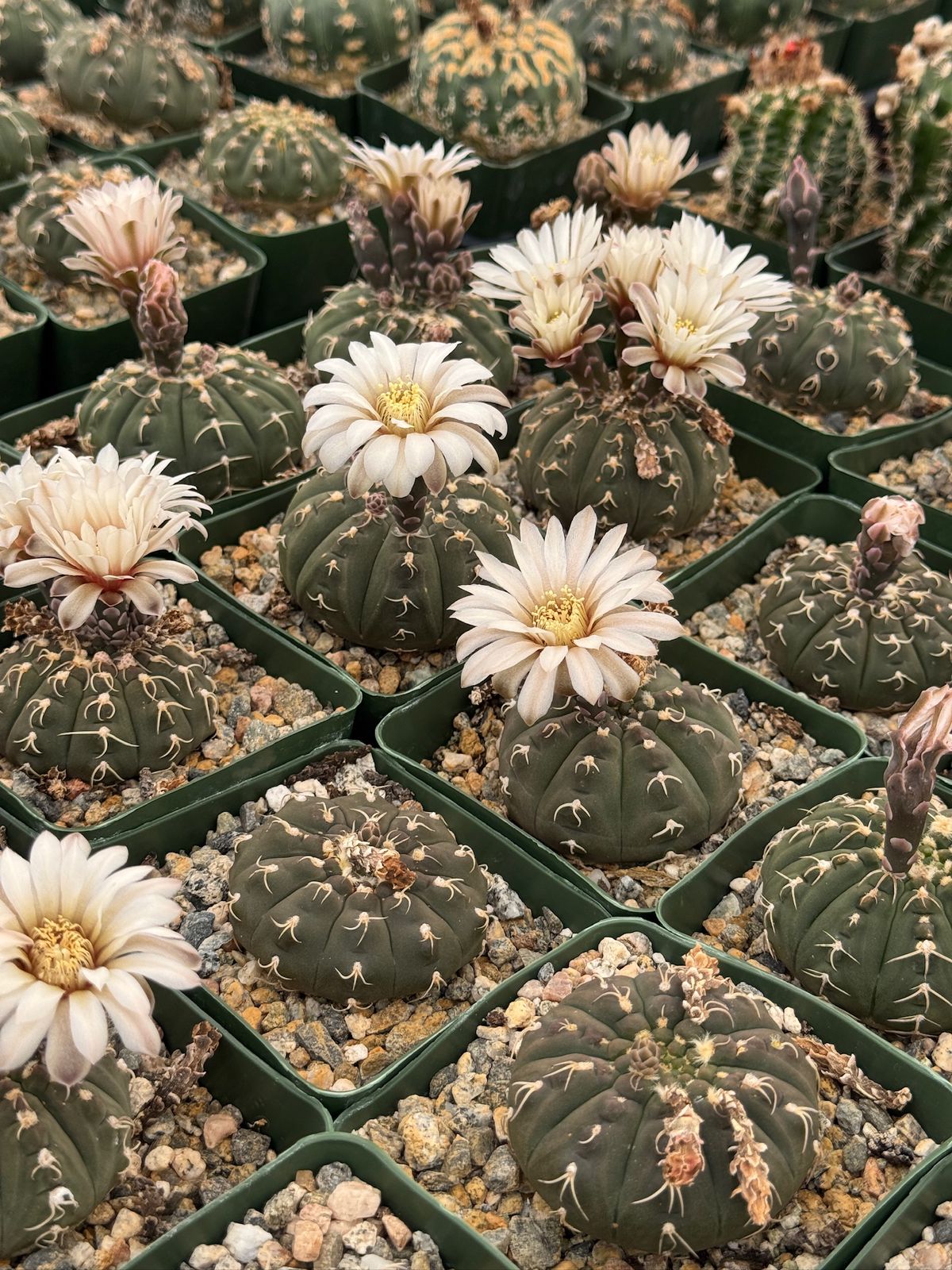 Gymnocalycium triacanthum