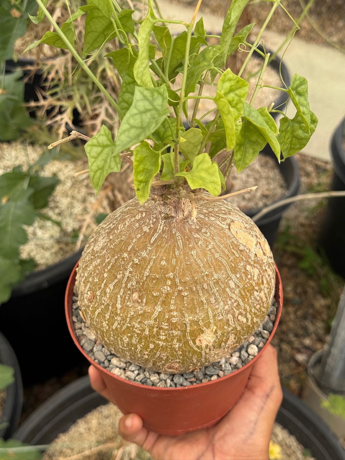 Gerrardanthus lobatus