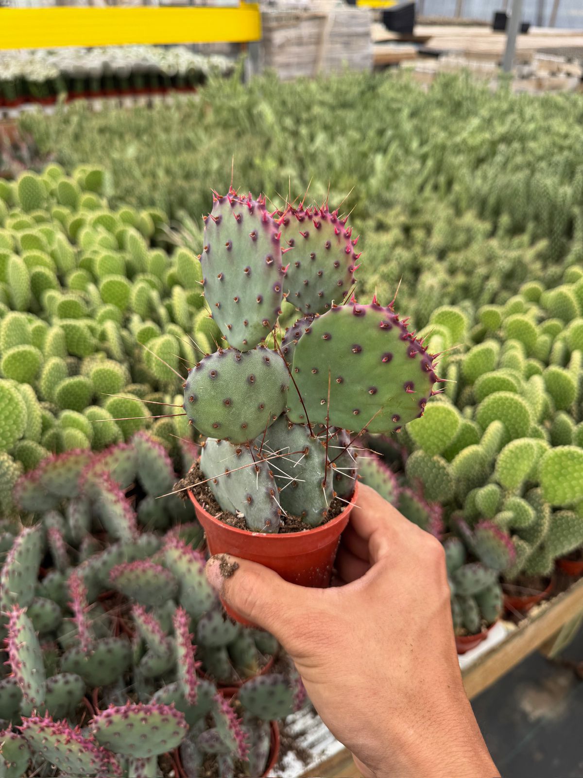 Opuntia Santa Rita 2.5”