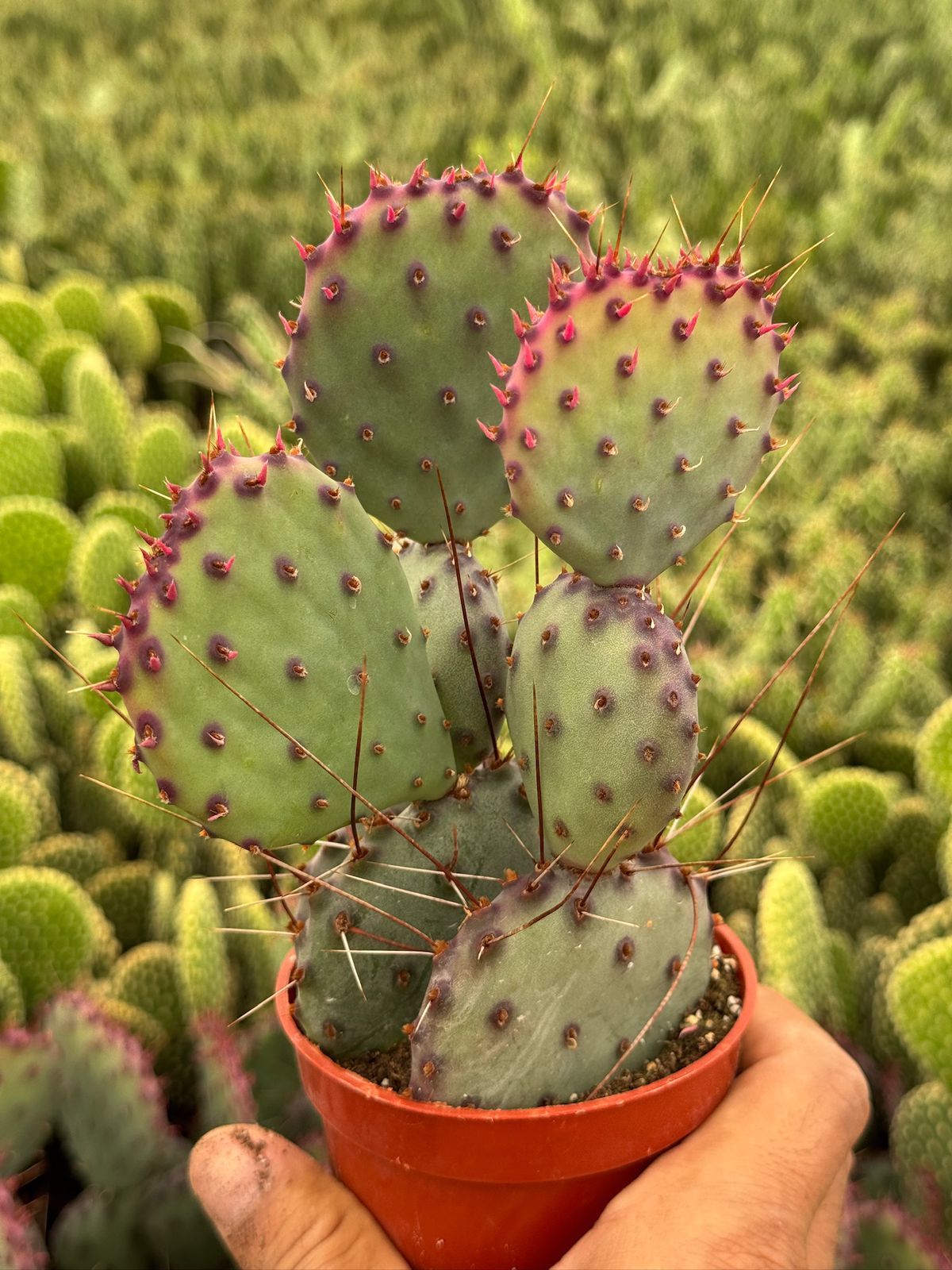 Opuntia Santa Rita 2.5”