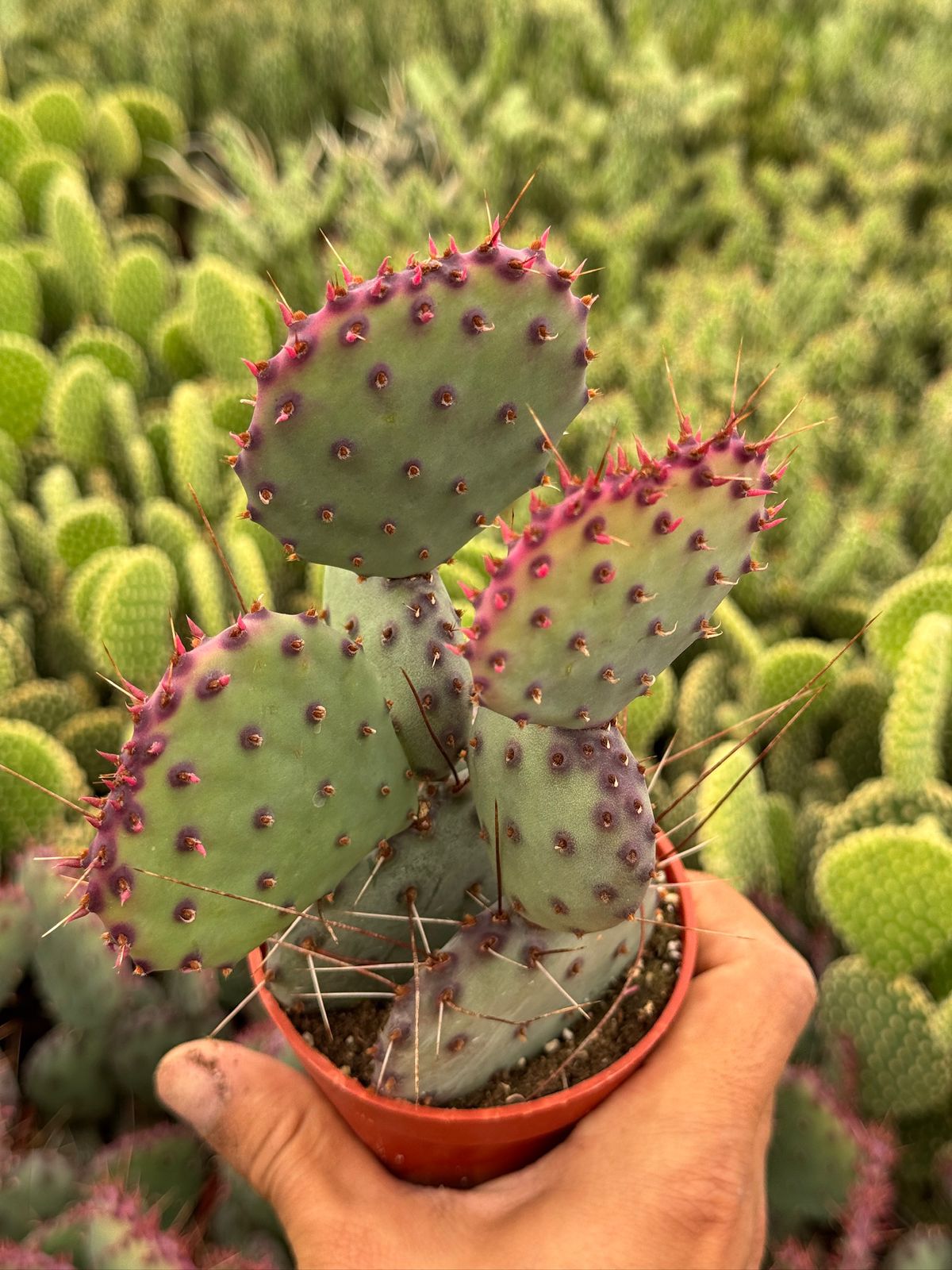 Opuntia Santa Rita 2.5”
