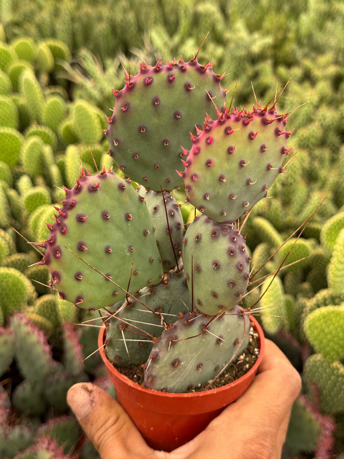 Opuntia Santa Rita 2.5”