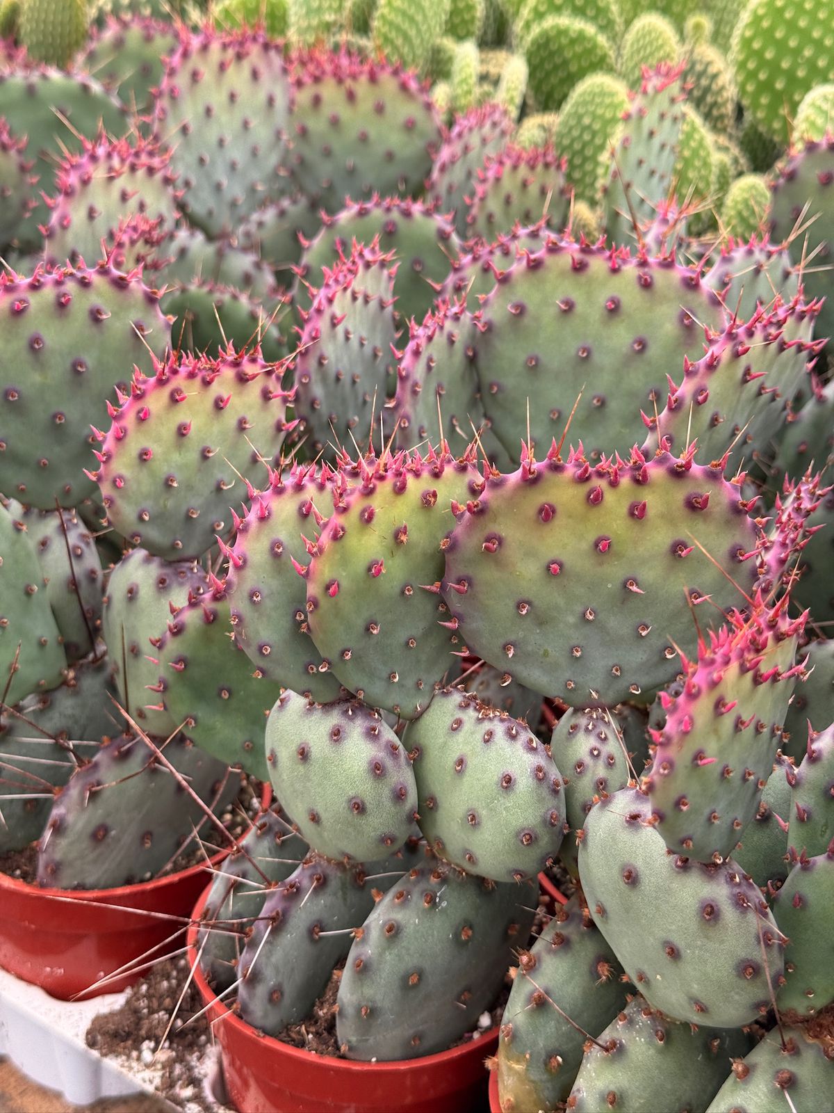 Opuntia Santa Rita 2.5”
