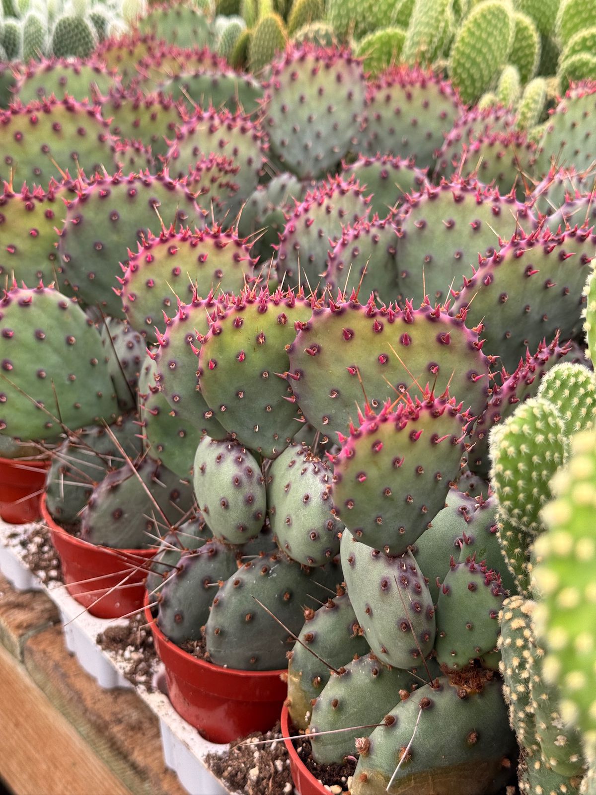 Opuntia Santa Rita 2.5”