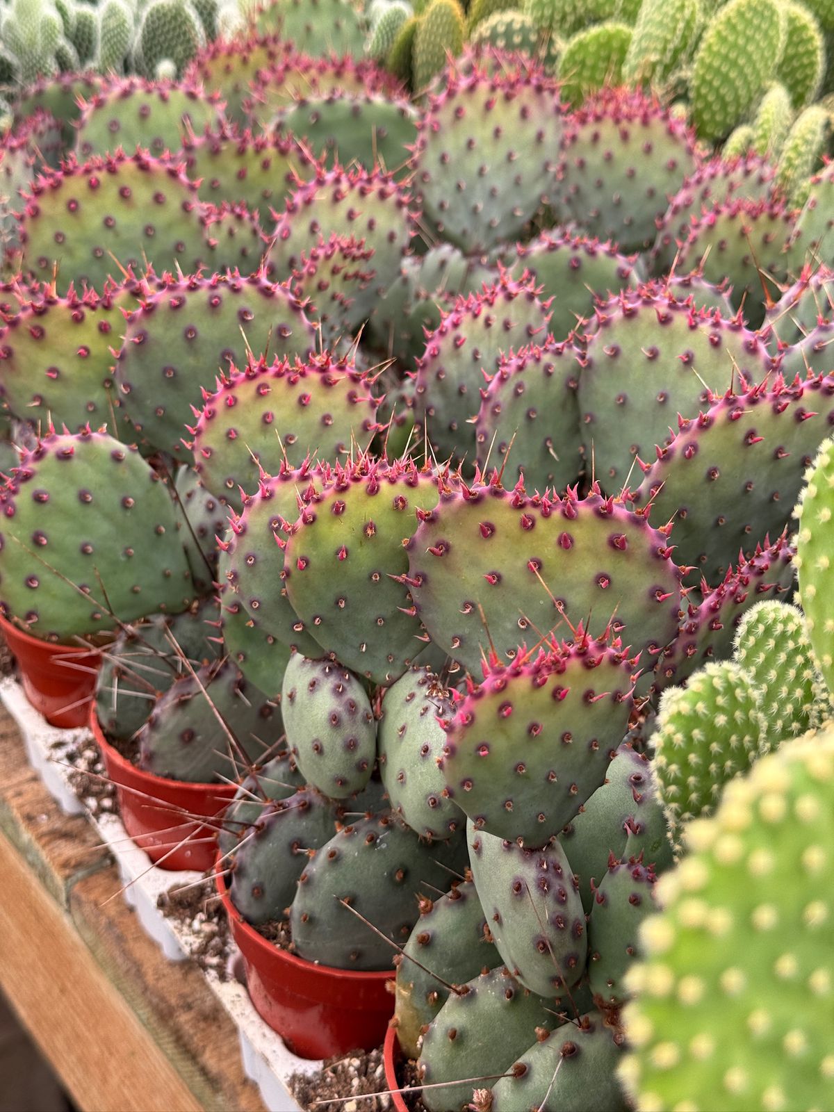 Opuntia Santa Rita 2.5”
