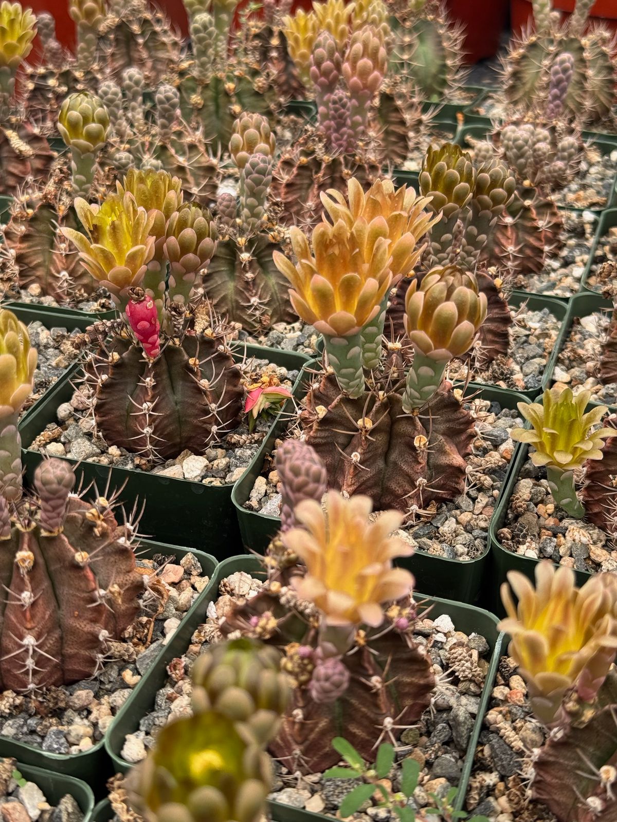 Gymnocalycium Stenogonum