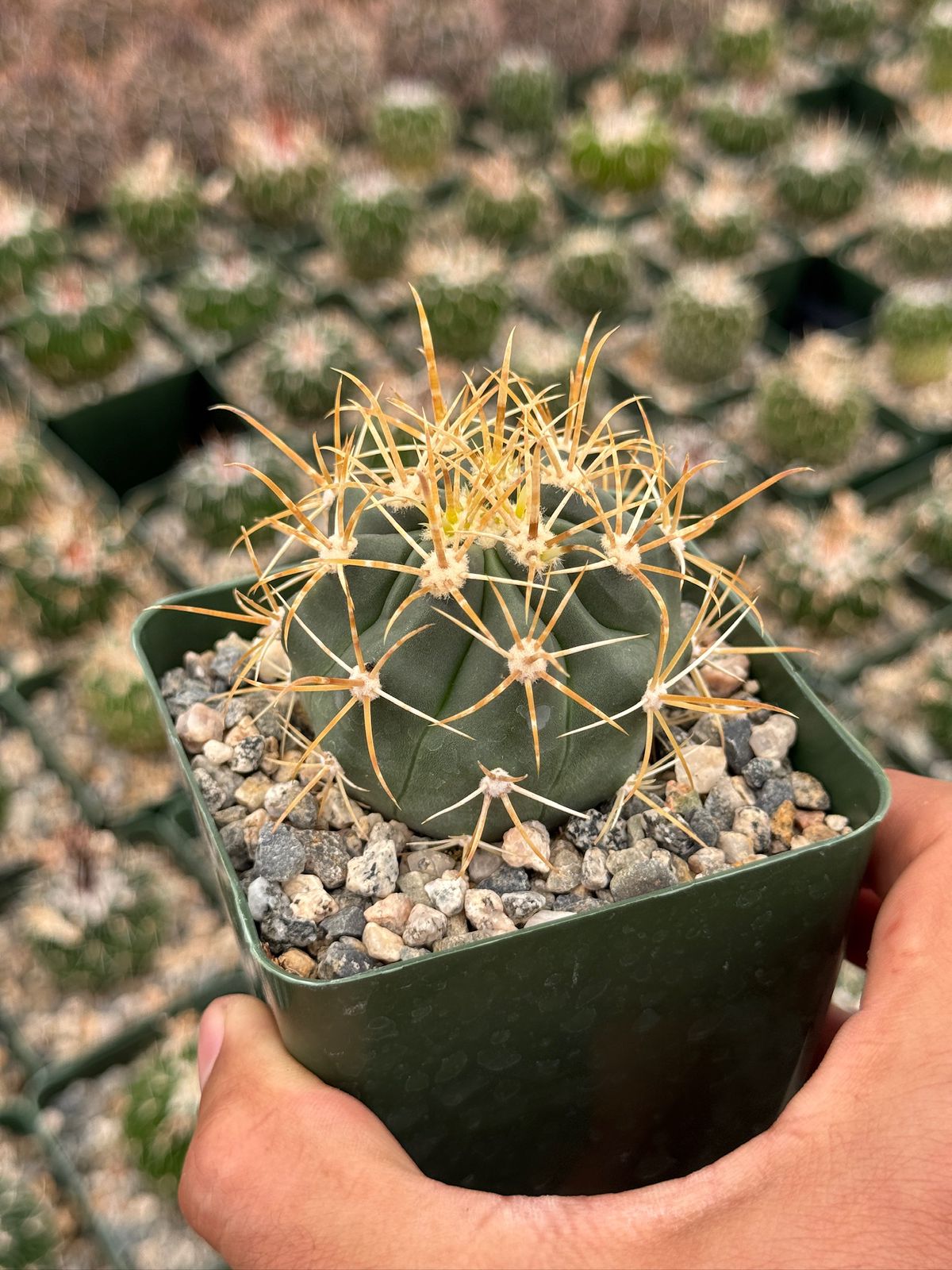 Ferocactus Chrysacanthum