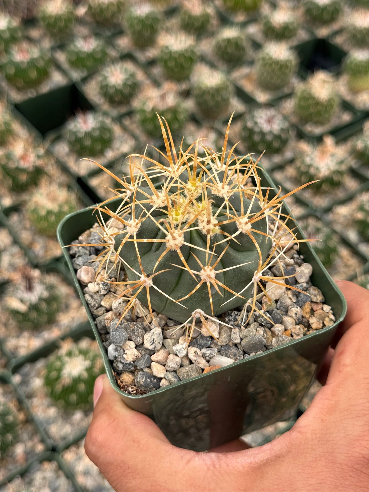 Ferocactus Chrysacanthum