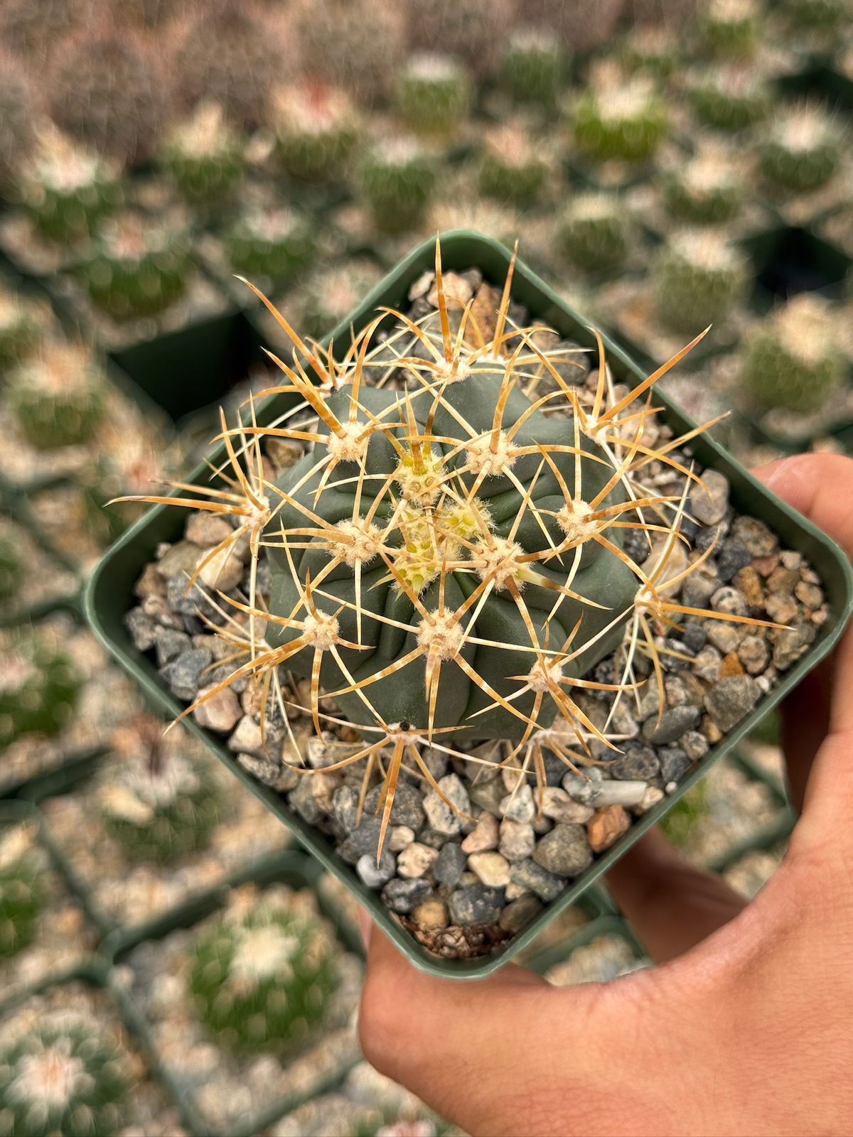 Ferocactus Chrysacanthum