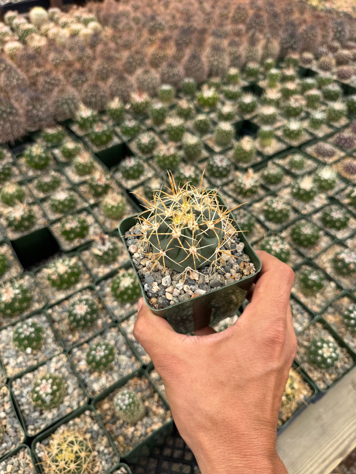 Ferocactus Chrysacanthum