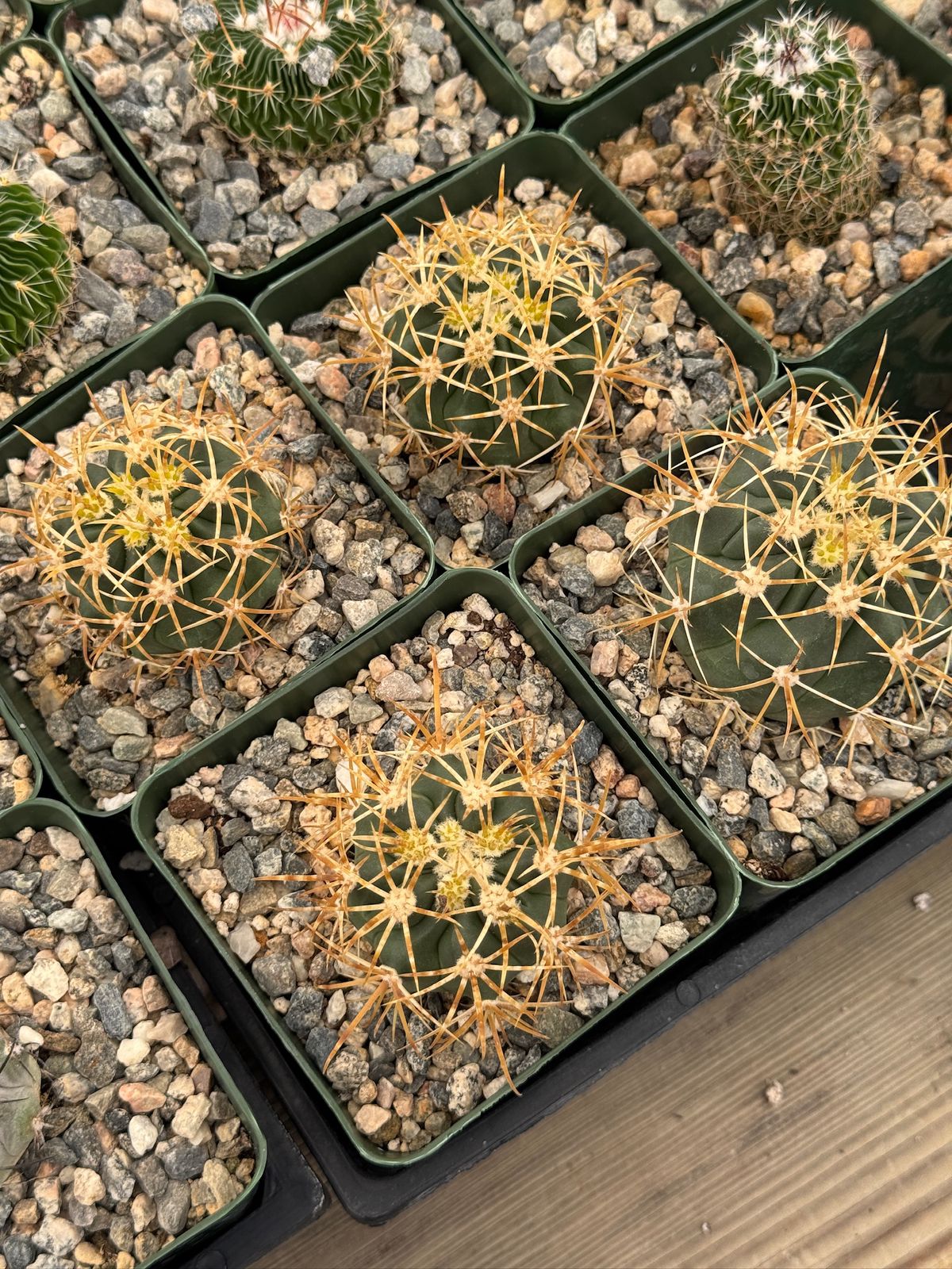 Ferocactus Chrysacanthum