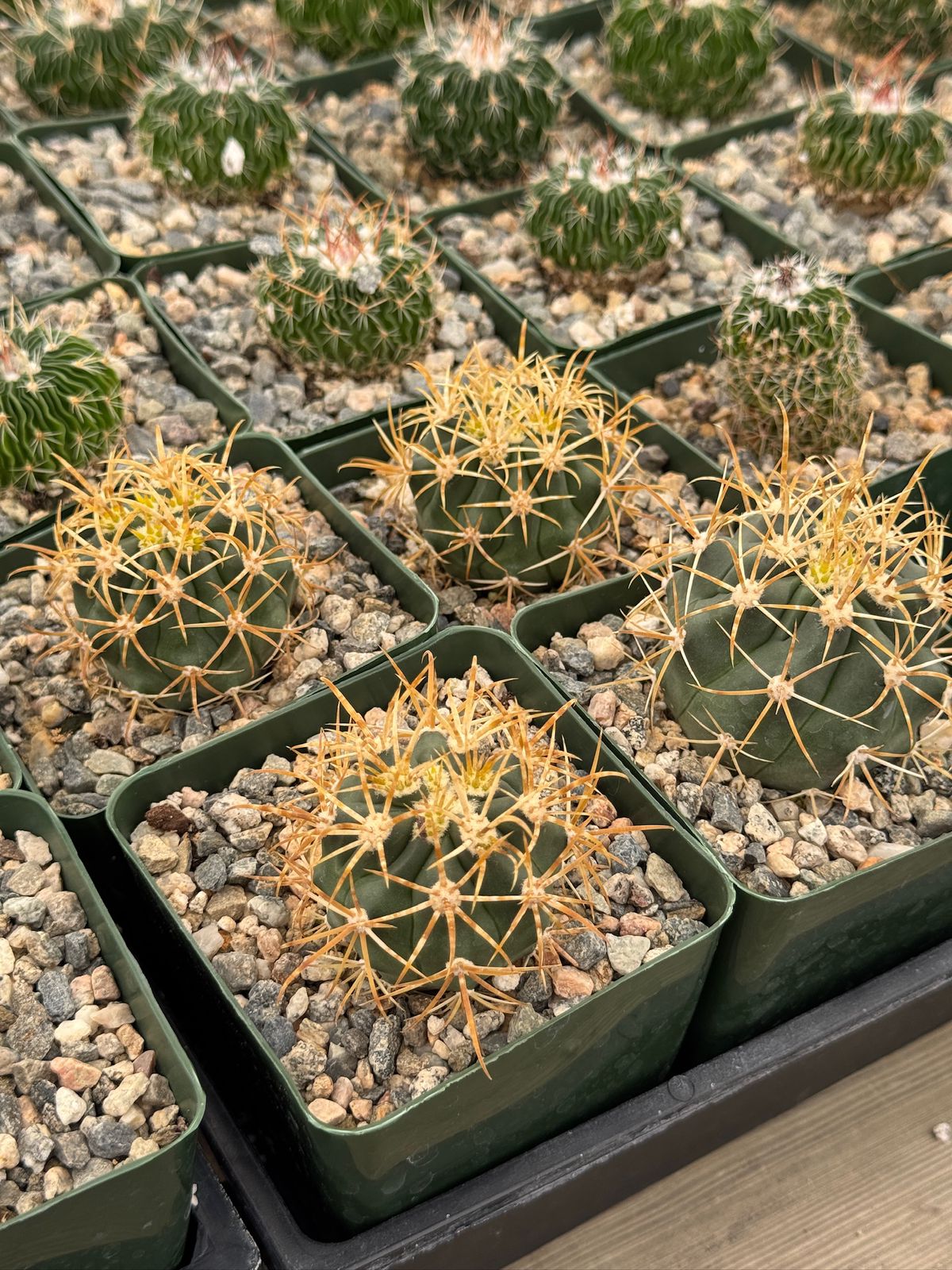 Ferocactus Chrysacanthum