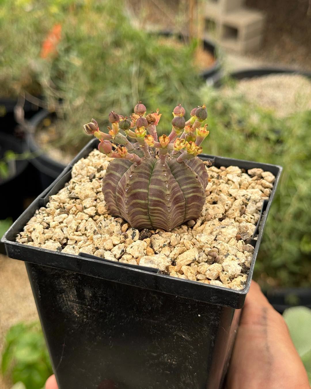 Euphorbia meloformis híbrida