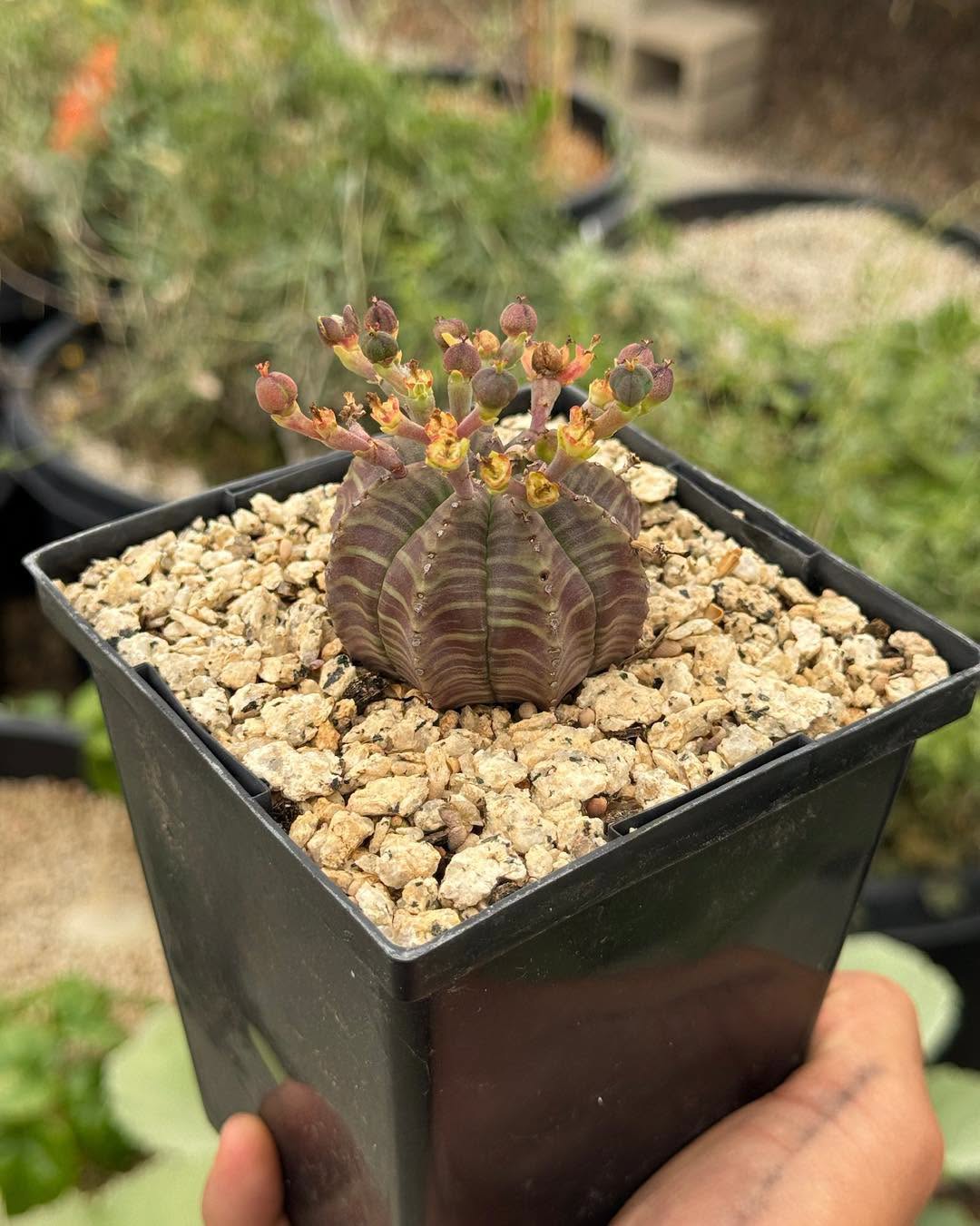 Euphorbia meloformis híbrida