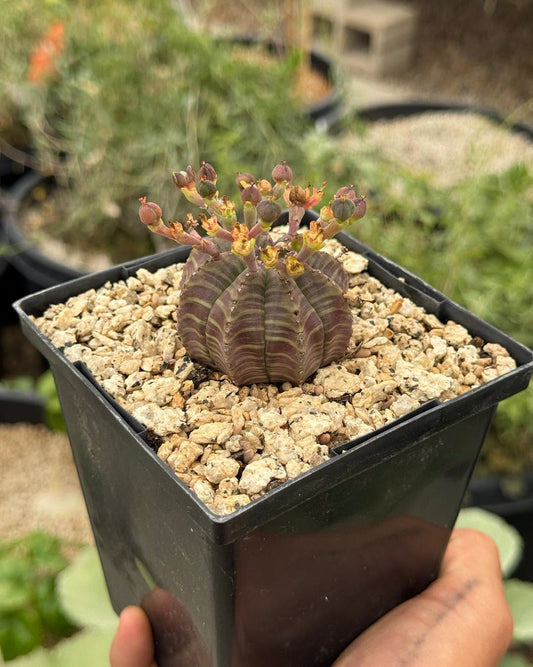 Euphorbia meloformis híbrida