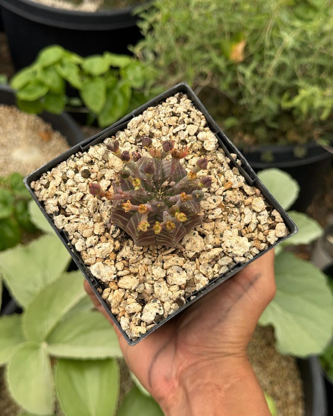 Euphorbia meloformis híbrida