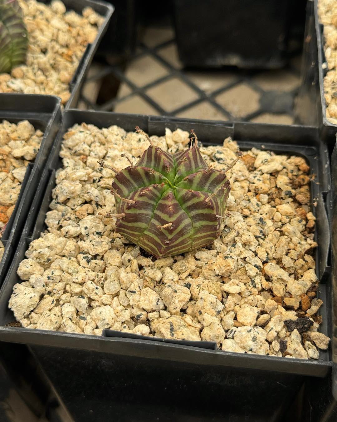 Euphorbia meloformis híbrida