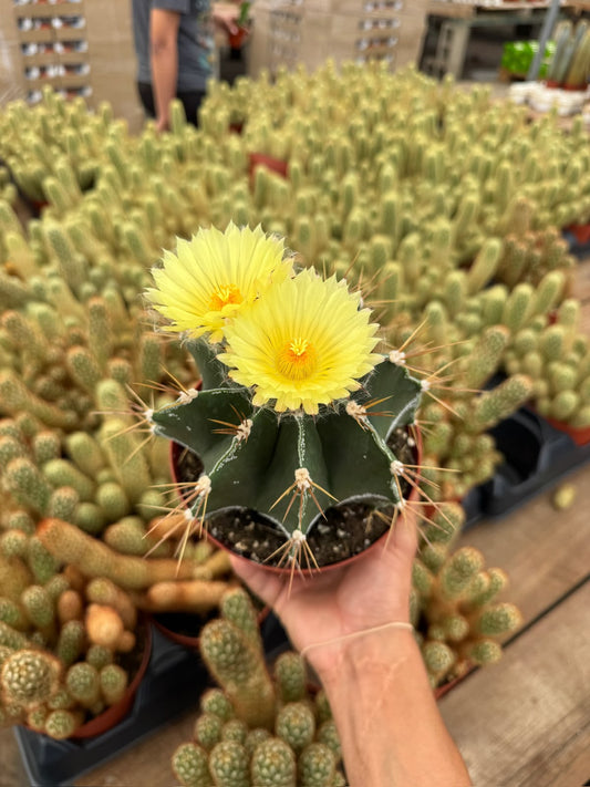 Astrophytum capricorne 6”