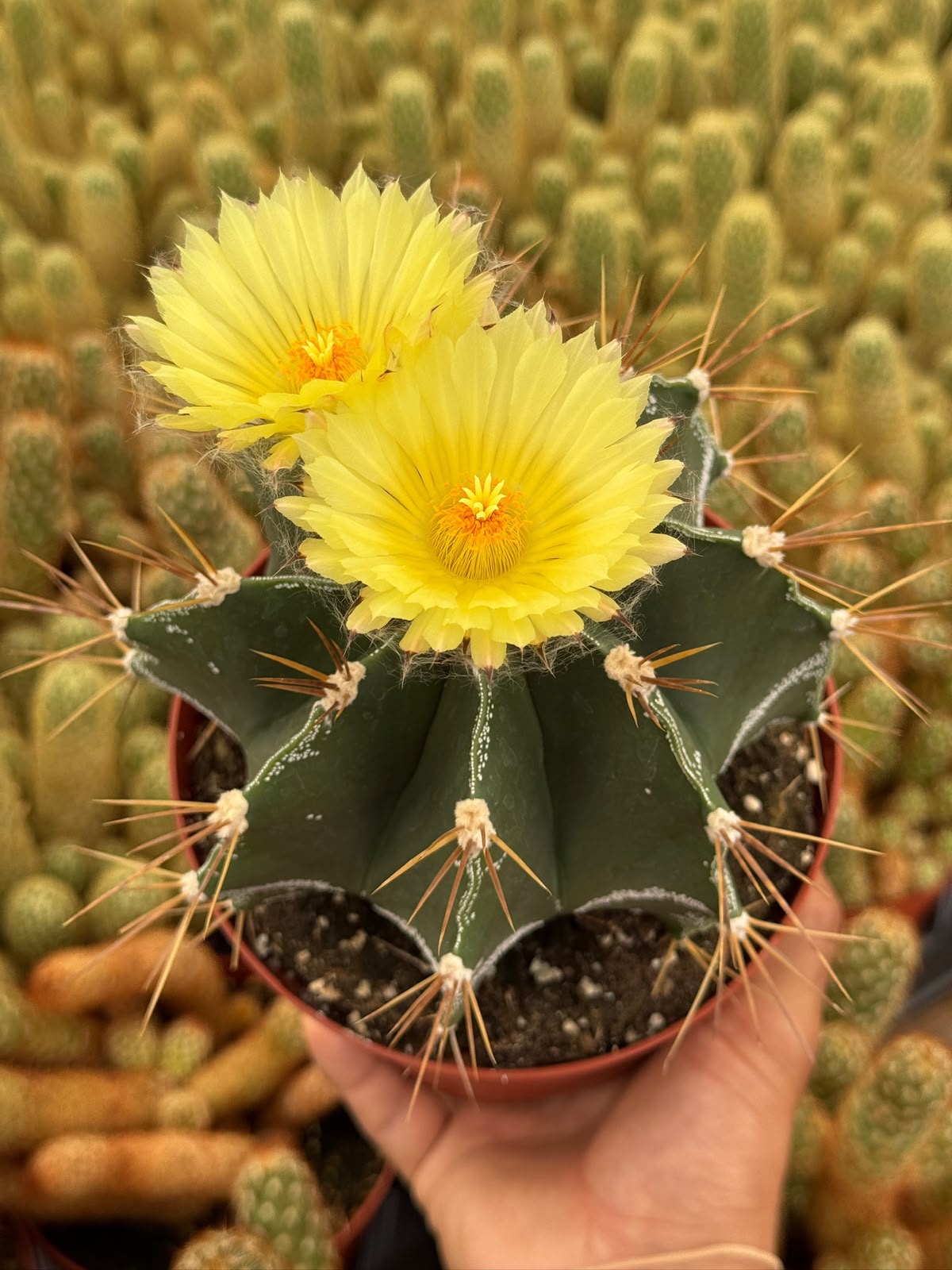 Astrophytum capricorne 6”