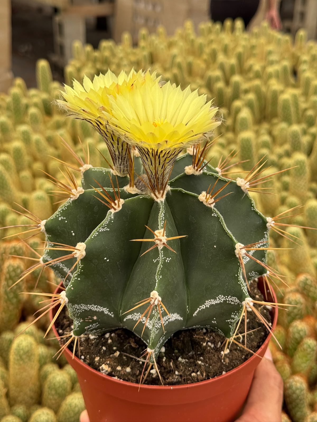 Astrophytum capricorne 6”