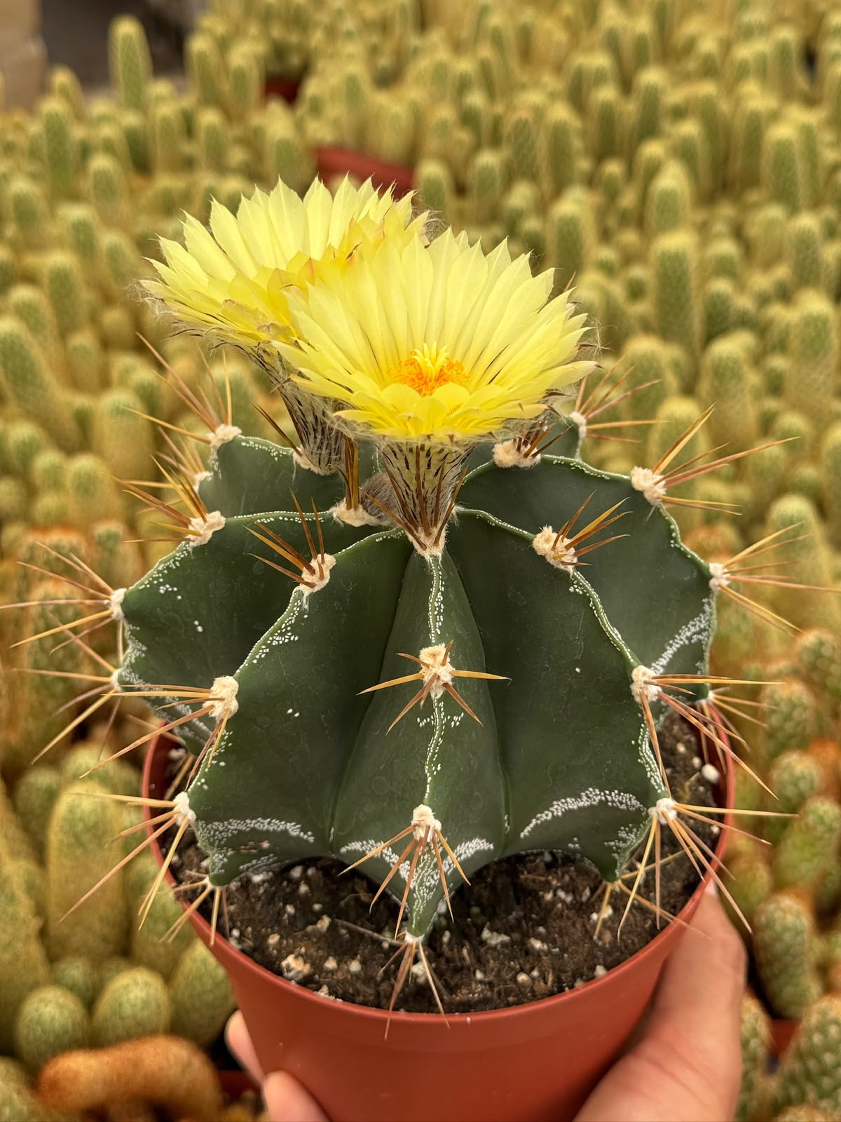Astrophytum capricorne 6”