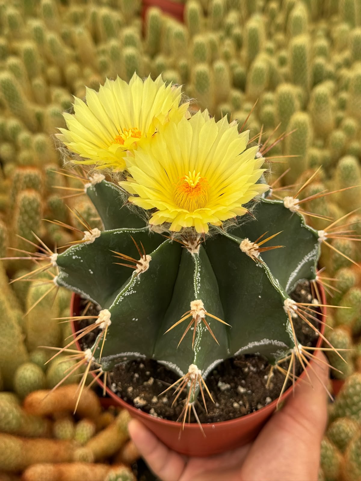 Astrophytum capricorne 6”