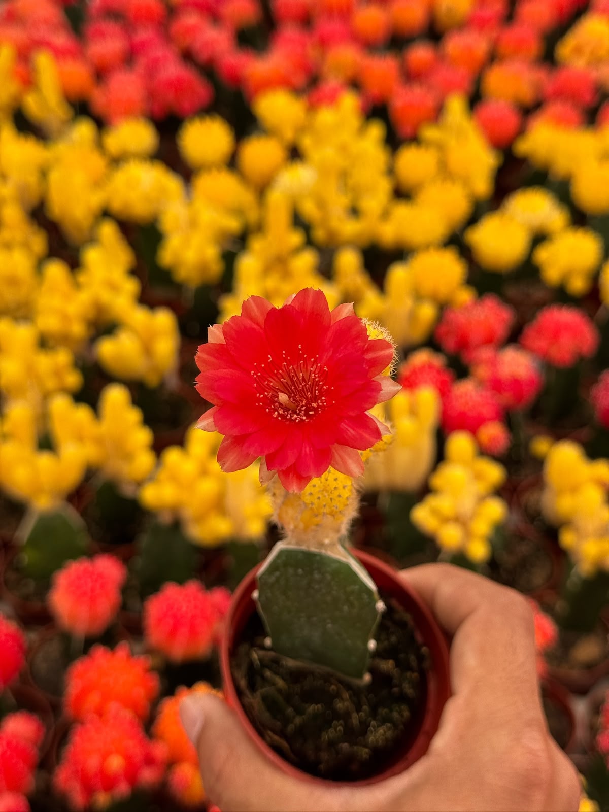 Injerto echinopsis chamacereus lutea