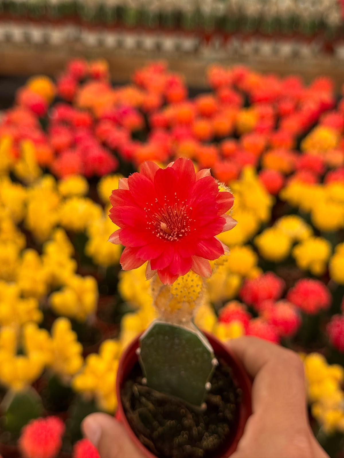 Injerto echinopsis chamacereus lutea