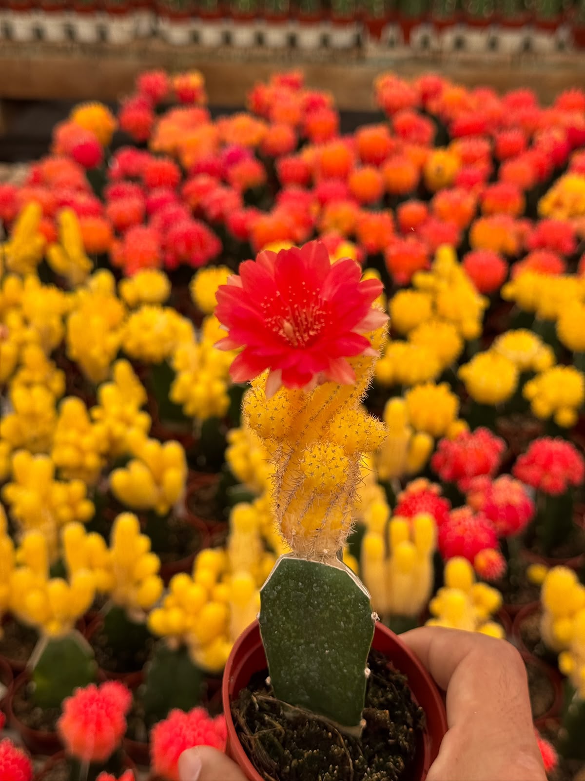 Injerto echinopsis chamacereus lutea