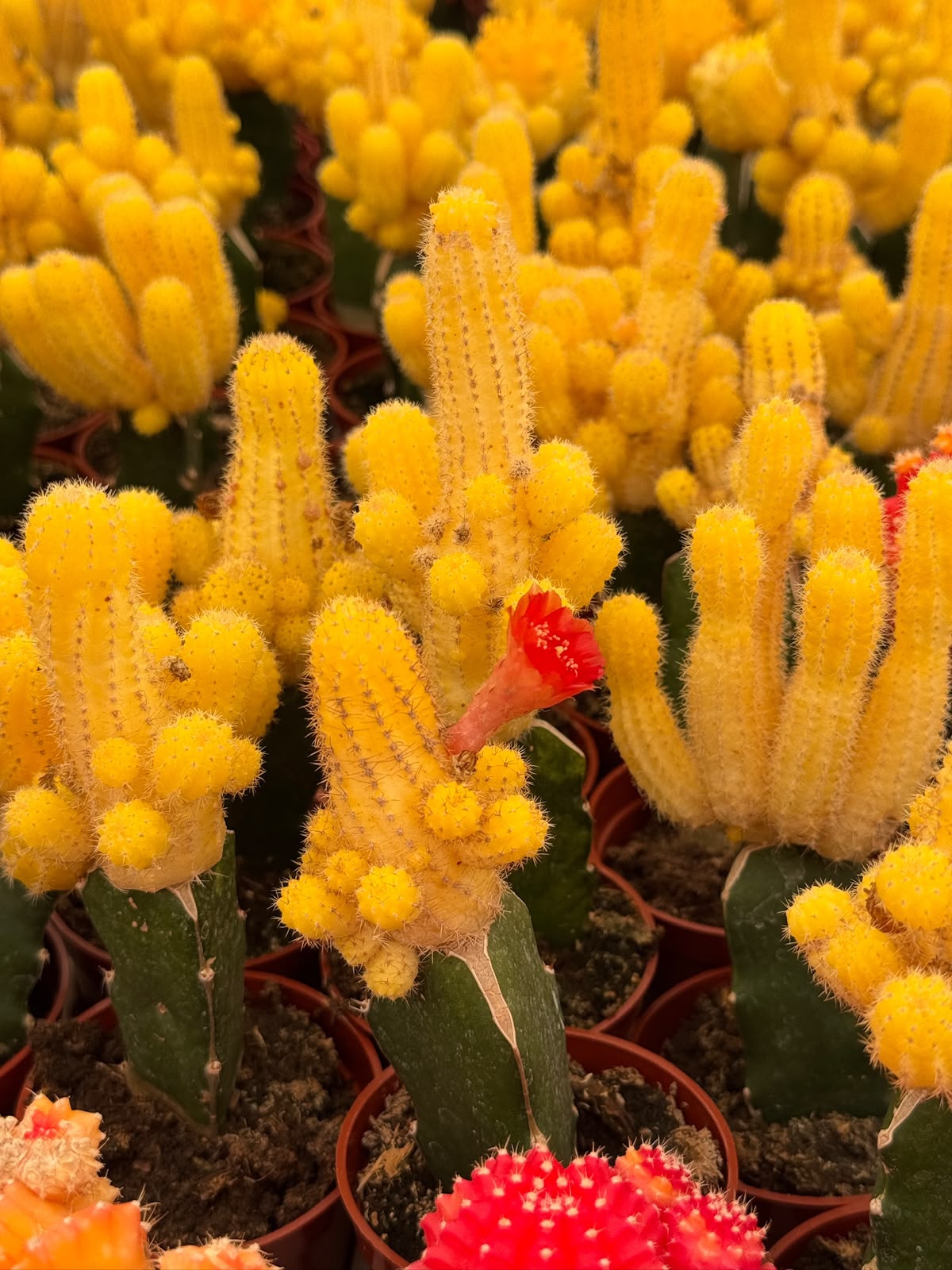 Injerto echinopsis chamacereus lutea