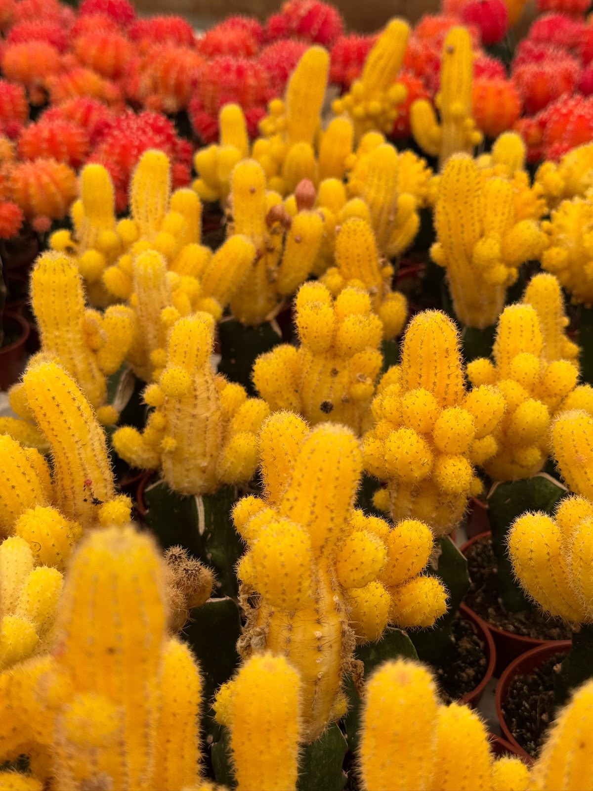 Injerto echinopsis chamacereus lutea