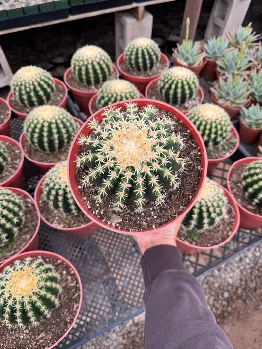 Echinocactus grusonii brevispinus