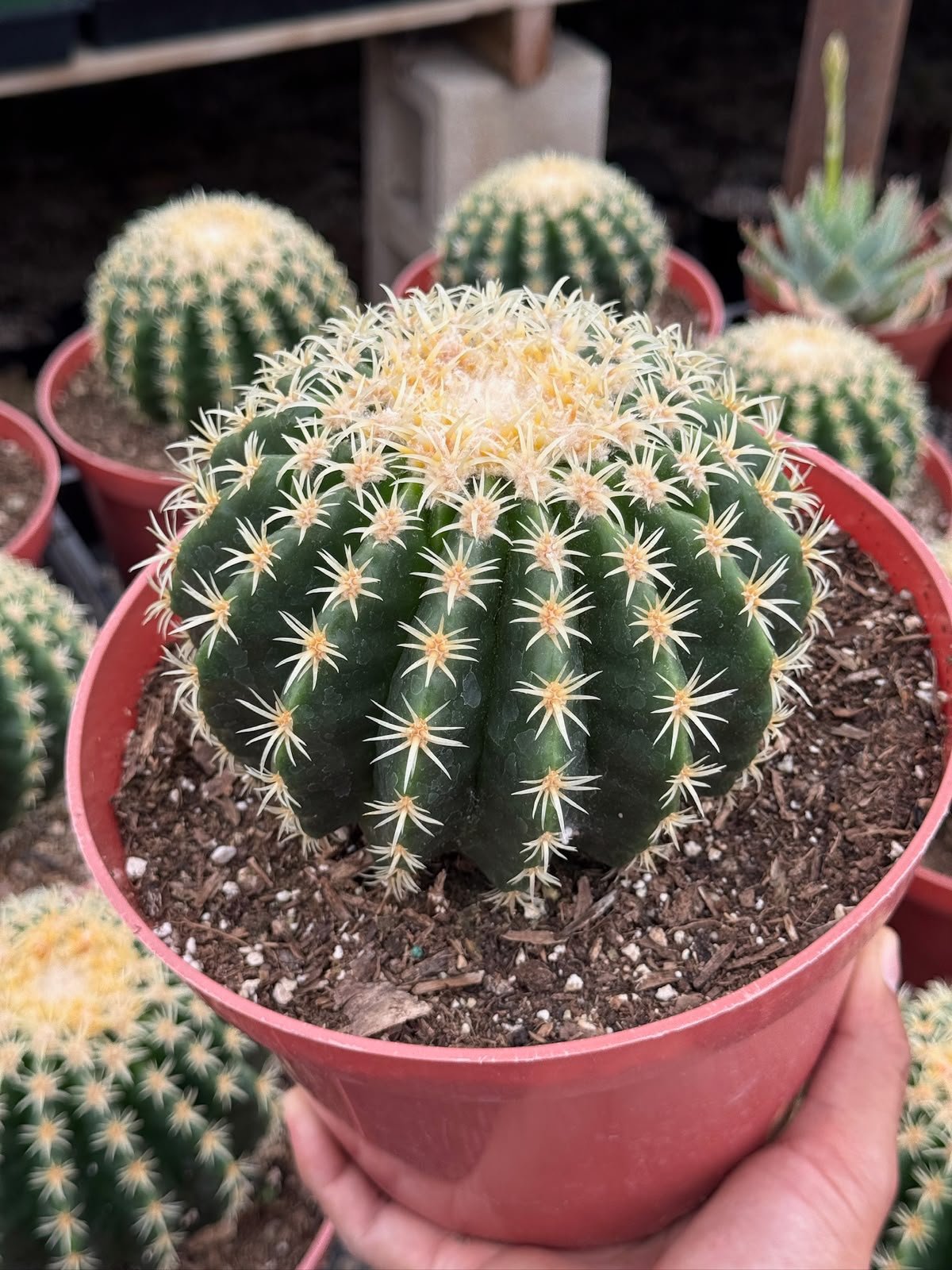 Echinocactus grusonii brevispinus
