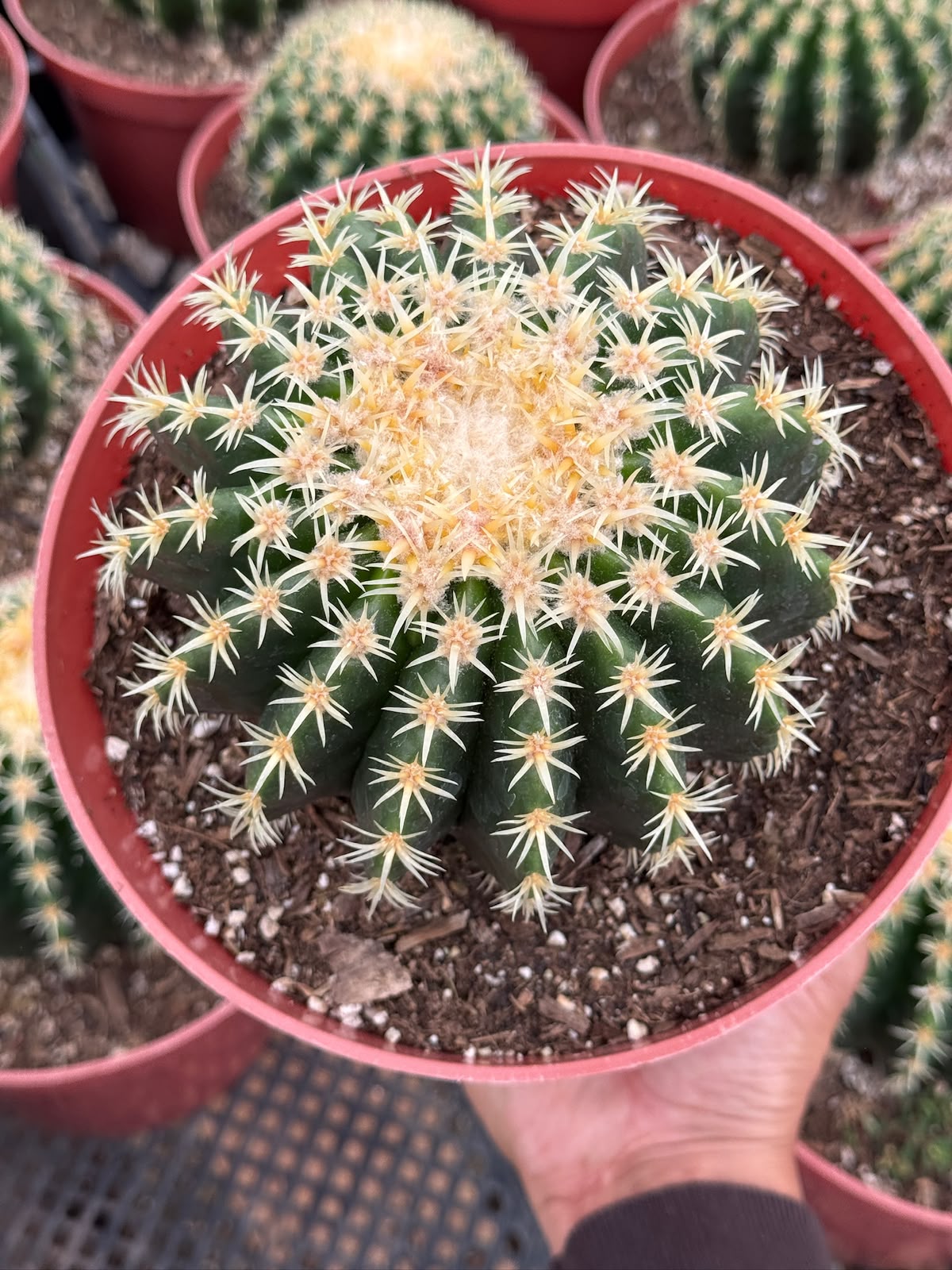 Echinocactus grusonii brevispinus