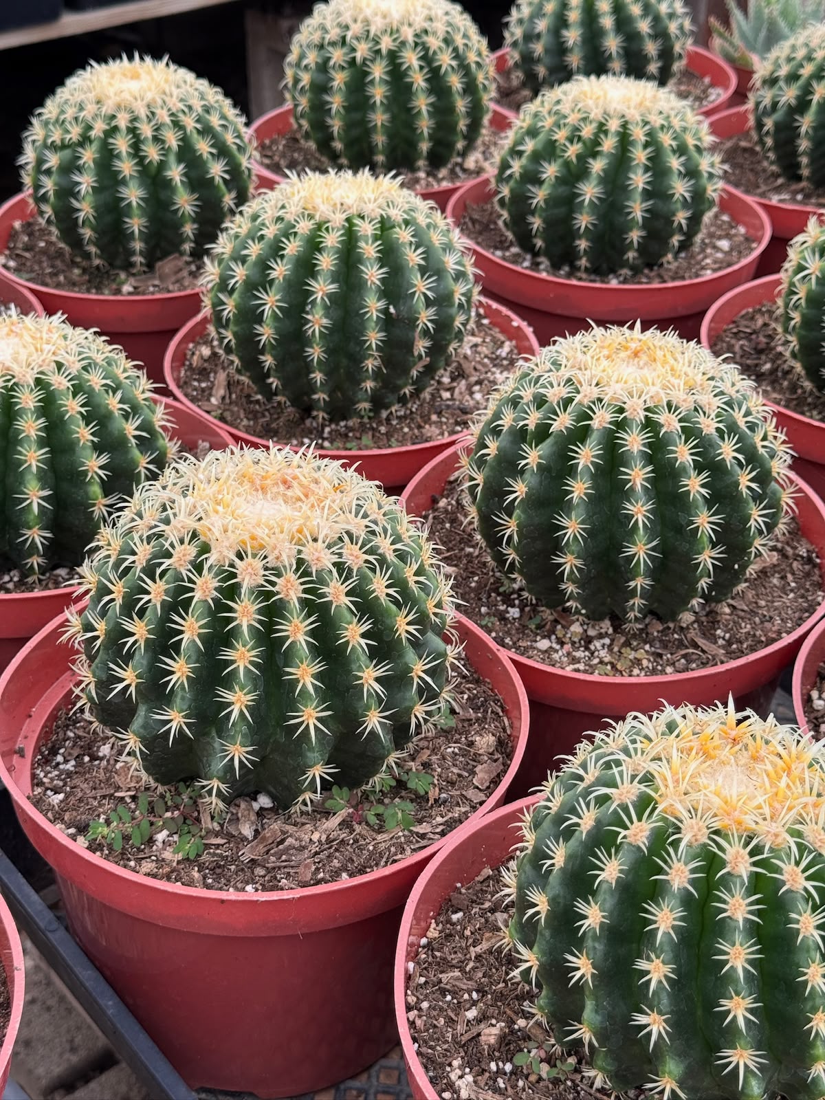 Echinocactus grusonii brevispinus