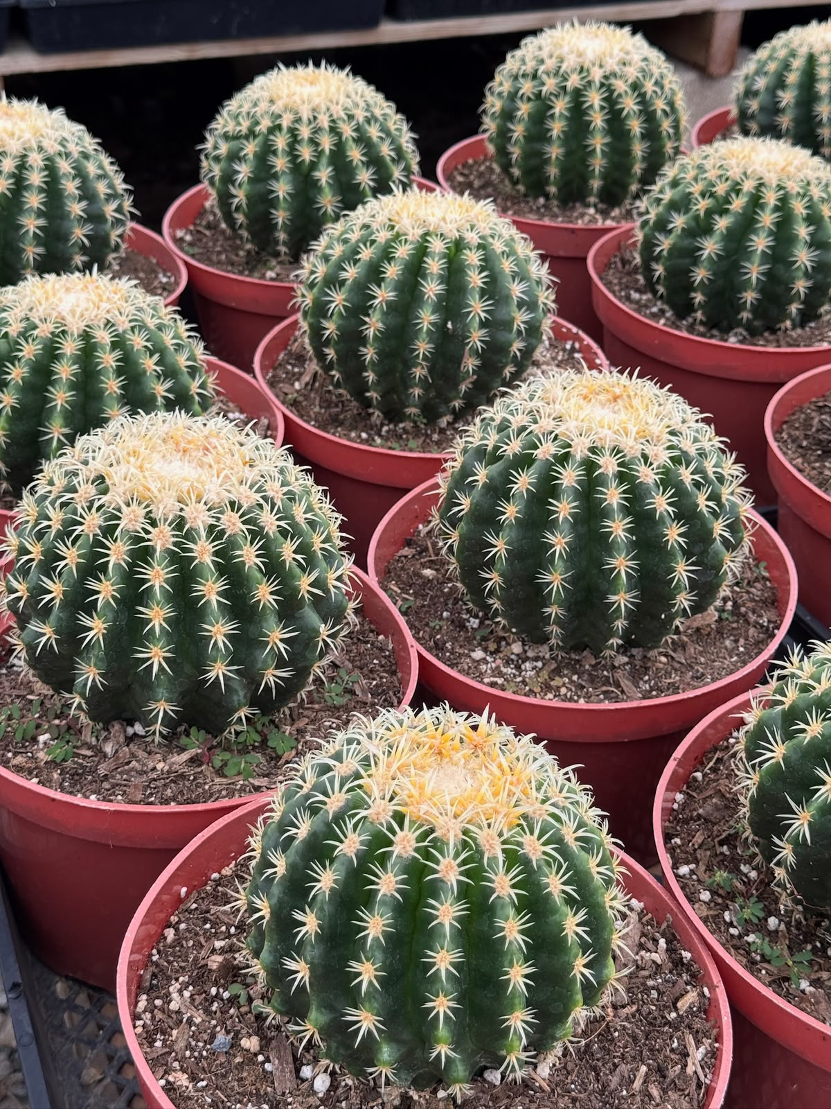 Echinocactus grusonii brevispinus