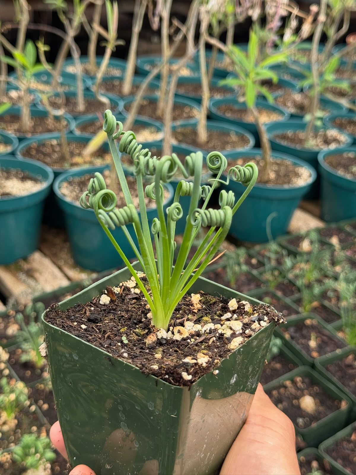 Albuca spiralis