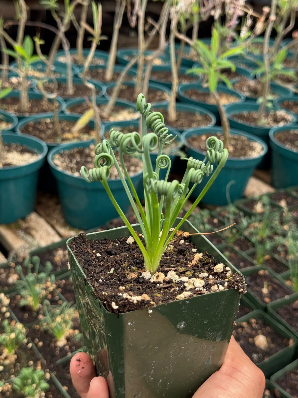 Albuca spiralis